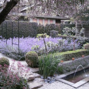 Nepeta, 'Walker's Low'