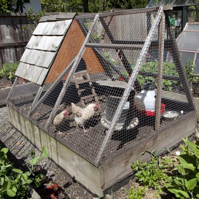 Kitchen Garden Plans on In This Super Productive Kitchen Garden  Even The Hens Multitask